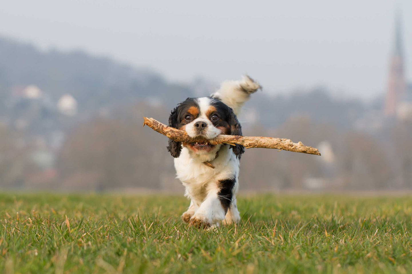 Natürliche Fell-Reinigung und Geruchs-Killer für deinen Hund