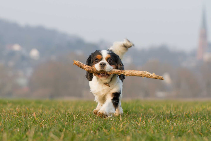 Natürliche Fell-Reinigung und Geruchs-Killer für deinen Hund