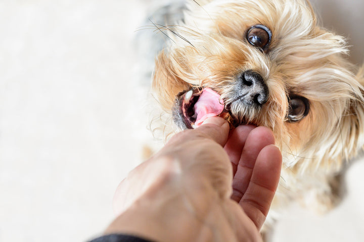 Für Hundebesitzer